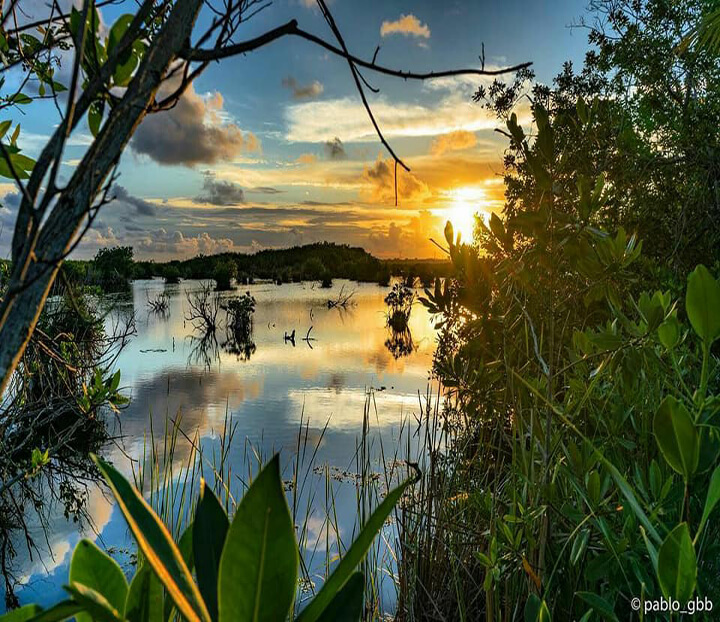 Manglar_Puerto_Morelos